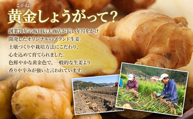 生姜 生姜パウダー 黄金しょうが粉末50g×3袋セット - 【7日程度で発送】早い スピード発送 7日程度 早く 届く 生姜 ジンジャー 数量限定 ジンジャーパウダー 生姜粉末 からだぽかぽか 冷え症対策 国産 特産品 高知県 香南市【常温】 Xnb-0006