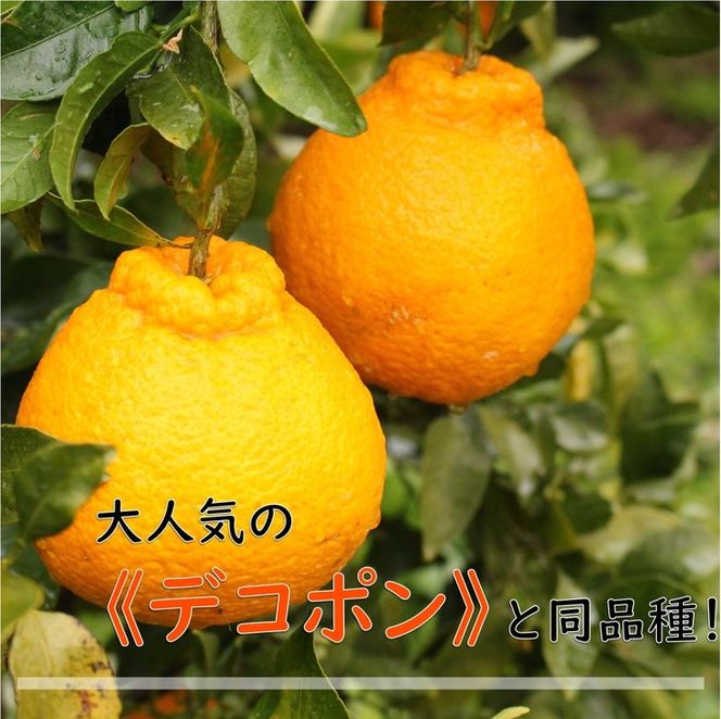 和歌山県有田産 不知火 約5kg（18～24玉）ひとつひとつ手選別で厳選！生産者から直送