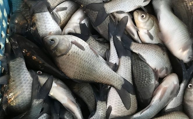 佐屋川　へらぶな釣り感謝券3000円 体験チケット 体験型 フィッシング 釣り体験 アクティビティ お出かけ レジャー 