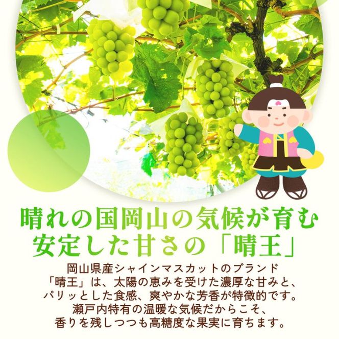 訳あり シャインマスカット 晴王 2房 合計1.0kg以上 ぶどう 葡萄 シャイン マスカット 岡山 岡山県産 桃太郎御一行 2026年 先行予約