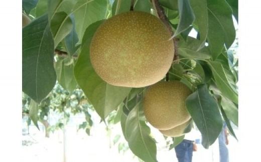 【先行予約】 《数量限定》 幸田町産「梨」5kg（10～12玉）箱入り なし 果物 フルーツ お取り寄せ ※2026年8月中旬～9月下旬頃に順次発送予定 ※着日指定不可 ※北海道・沖縄・離島への発送不可