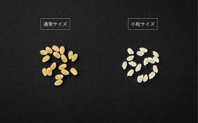 令和8年度産 栃木県鹿沼市産 コシヒカリ 小粒米(精米) 5kg | 小粒米 白米 中米 ※2026年10月～発送