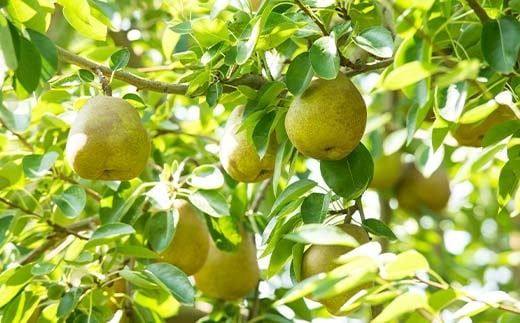 FYN6-057 ≪2025年先行予約≫ご家庭用 山形県産 西洋梨 ラ・フランス 約5kg (12～20玉) 2025年11月上旬から順次発送 洋梨 洋なし ラフランス 秋果実 果物 くだもの フルーツ 訳あり 家庭用 自宅用 産地直送 山形県 西川町 月山