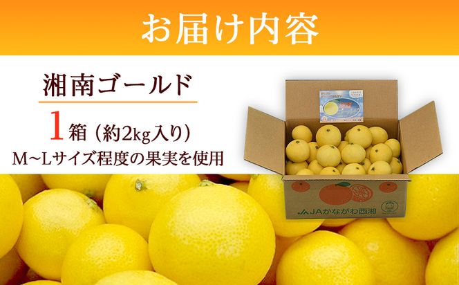 〈希少商品〉神奈川生まれの柑橘 「湘南ゴールド」( 露地栽培)＜出荷開始：２０２６年３月６日出荷開始～２０２６年３月３１日出荷終了＞【フルーツ オレンジ 果物 柑橘 贈答用 家庭用 自宅用  神奈川県小田原市】 142069_GP001