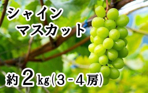【2025年発送分】フルーツ王国やまなし シャインマスカット ３～４房 （約2kg） 8月下旬以降発送 シャイン マスカット 葡萄 ブドウ ぶどう くだもの フルーツ 産地直送 山梨 やまなし 先行予約 富士川町