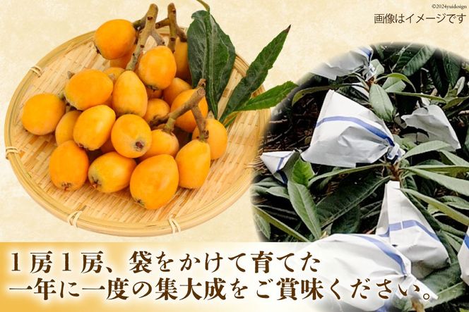 BI209 【令和9年度出荷分】赤秀 長崎 びわ 500g 温室ハウス栽培 長崎早生 [フルーツ 枇杷 ビワ 果物 化粧箱入り 季節限定 99アイランドファーム 長崎県 島原市 ]