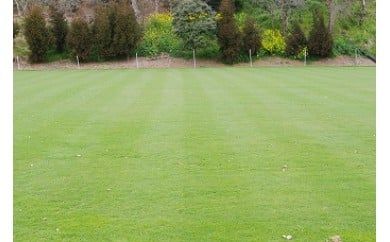 AO-2 ☆オーガスタGＣで使用の芝生　50平方メートル