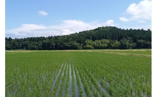 【新米受付・令和8年産米】新潟県村上市岩船産 特別栽培米 ちょっと贅沢なコシヒカリ 5kg 1039047N