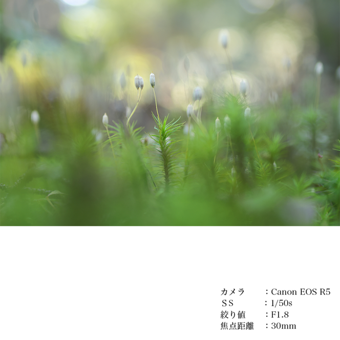 SIGMA 30mm F1.4 DC DN | Contemporary【Lマウント】