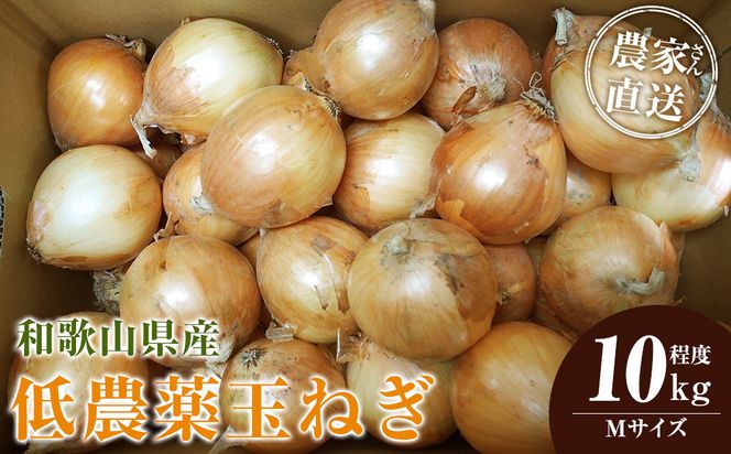 ya̎R쒬zm2026NEs\n_Ƃ񒼑 _ʂ˂ MTCY 10kgxm4{`7{\nmKF17n 303446_BE90022