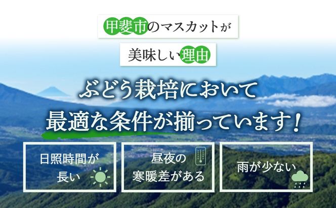 【来年（2026年/令和8年）発送＜先行予約＞】特別栽培 減農薬 シャインマスカット 2房 1.2㎏ 先行予約 先行 予約 山梨県産 産地直送 フルーツ 果物 くだもの ぶどう ブドウ 葡萄 シャイン シャインマスカット 新鮮 人気 おすすめ 国産 贈答 ギフト お取り寄せ 甘い 皮ごと 山梨 甲斐市 CF-2