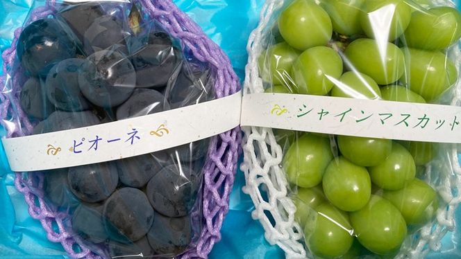 【定期便】ぶどう 品種ランダム2房セット【2026年8月から3か月連続で発送】（茨城県共通返礼品 [ぶどう]：結城市産）  ブドウ 葡萄 果物 フルーツ 茨城県産 [BI432-NT]
