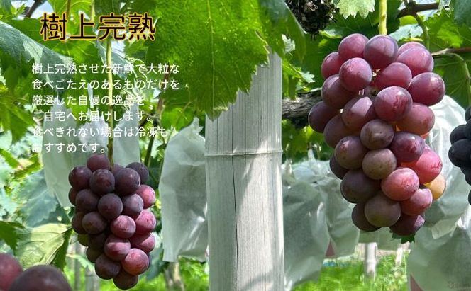 訳あり ニューピオーネ 2～3房 合計1.4kg以上 産地直送 朝採れ ぶどう 葡萄 岡山 Kawahara Green Farm 岡山県産 2026年 