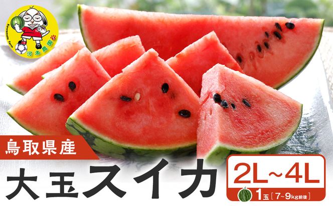 1117.鳥取県産 大玉スイカ 1玉 7-9キロ前後2L-4Lサイズ（こちらの返礼品は、大栄西瓜ではありません） 313726_CK003