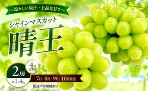 ぶどう 2026年 先行予約 定期便 シャインマスカット 晴王 2房 約1.4kg 7月・8月・9月・10月 4回発送 岡山県産 種無し 皮ごと食べる みずみずしい 甘い 瀬戸内 晴れの国 おかやま 果物大国 満天フルーツ