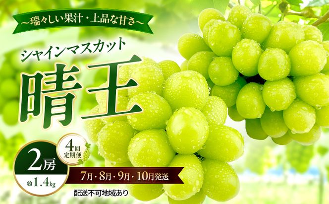 ぶどう 2026年 先行予約 定期便 シャインマスカット 晴王 2房 約1.4kg 7月・8月・9月・10月 4回発送 岡山県産 種無し 皮ごと食べる みずみずしい 甘い 瀬戸内 晴れの国 おかやま 果物大国 満天フルーツ
