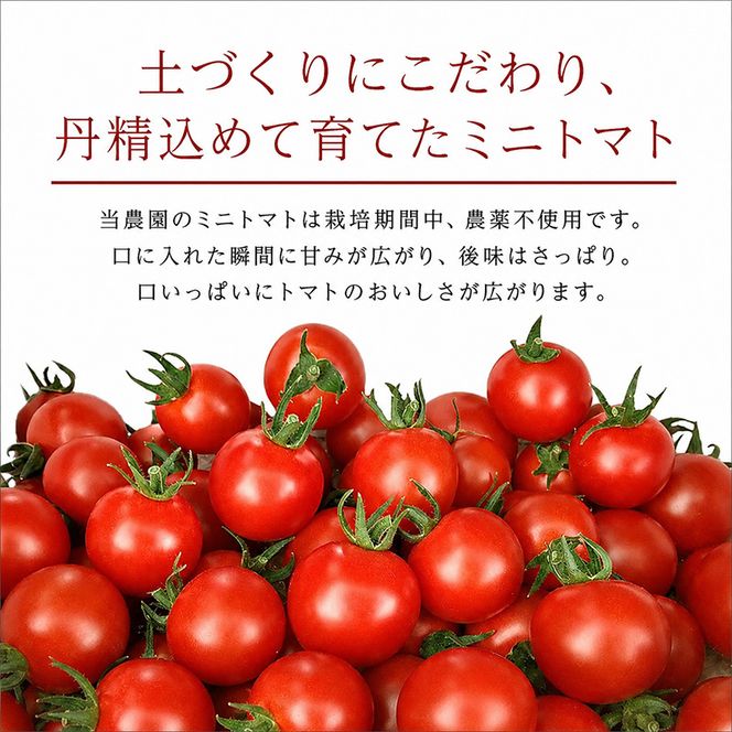 [2026年発送][栽培期間中 農薬・化学肥料不使用] 北海道 仁木町産 ミニトマト エコスイート 1.2kg×2箱 サイズ混載 トマト野菜 やさい  [Farm Watanabe]