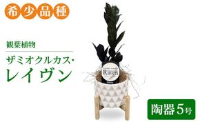 観葉植物 ザミオクルカス・レイヴン　陶器5号【希少品種！】| 観葉植物 ザミオ インテリア 鉢つき おしゃれ インテリアグリーン 癒し リラックス プレゼント ギフト 誕生日 お祝い 希少 岐阜 瑞穂市 はなのかファーム