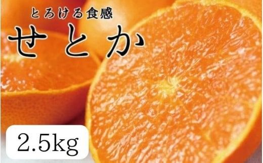 とろける食感 ジューシー柑橘 せとか 約2.5kg みかん 蜜柑 柑橘 オレンジ 果物 フルーツ 国産 和歌山県広川町 ※2027年1月下旬頃〜2027年2月上旬頃に順次発送予定【uot789A】