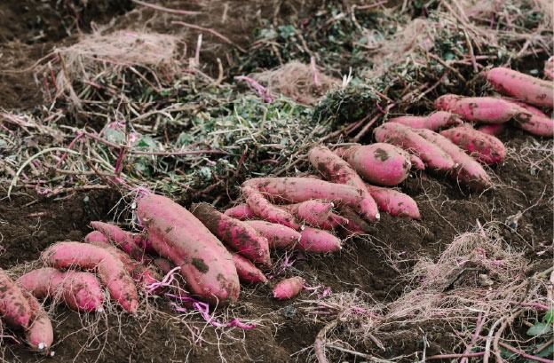 焼き芋 クロワッサン 八千代町産 紅はるか使用 さつまいも パン お菓子 スイーツ デザート 芋 いも 焼いも ふるさと納税 8000円 濃厚 [DF001ya]