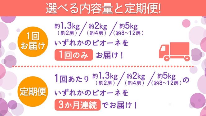 ＼選べる内容量・定期便／ ピオーネ 約1.3kg ～ 5kg （約2房～12房）　単品（1回）・定期便（3か月連続）【2026年8月より発送開始】（茨城県共通返礼品 [ぶどう]：結城市産） ぶどう ブドウ 葡萄 ピオーネ高級 国産 黒ぶどう 旬 お取り寄せ フルーツ 希少品種 デザート