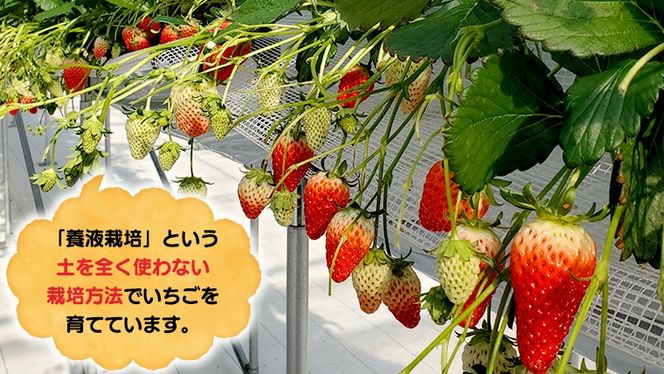【選べる枚数】いちご狩り体験 チケット おとな1枚＋小学生1枚 / おとな2枚＋小学生2枚 / おとな2枚  いちご狩り 体験 イチゴ 苺 フルーツ 果物 食べ放題 [BP001ya-BP003ya]