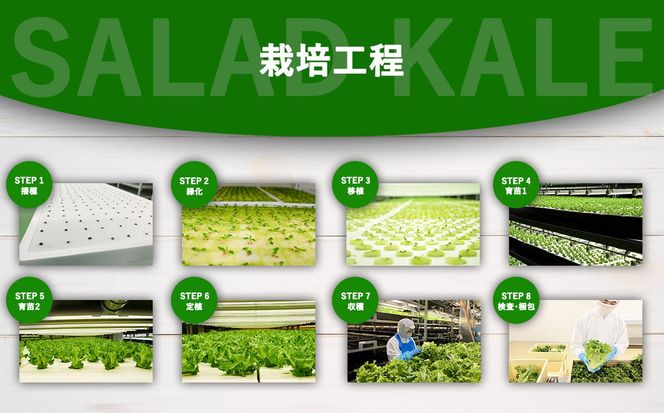 【無農薬】水耕栽培（植物工場栽培）サラダケール 300g（約75g×4P）（その他）