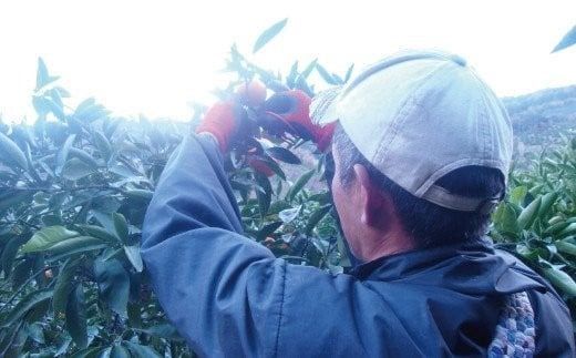 ＼光センサー選別／ 【訳あり】ちょこっと訳あり不知火デコポン 約7kg【ご家庭用】 先行予約 訳あり デコポン みかん ※2026年2月中旬より順次発送予定（お届け日指定不可）【nuk120D】