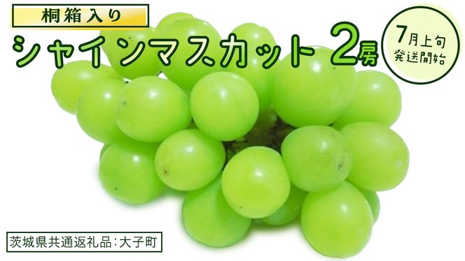 【桐箱入り】 シャインマスカット ２房 (茨城県共通返礼品：大子町) ぶどう 葡萄 マスカット フルーツ 果物 贈答用 ギフト 贈り物