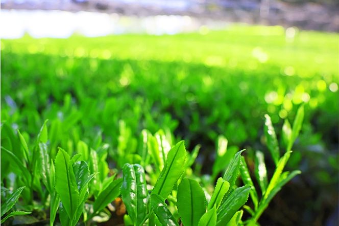 ティーカップで味比べ「抹茶と緑茶ティーバッグ」日本茶鑑定士監修【全2回】〈定期便 お茶 緑茶 煎茶 宇治抹茶 抹茶 ティーバッグ 玉露 かぶせ茶 ティーカップ ティーパック 初心者 飲料 加工食品〉 