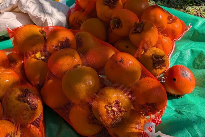 柿の木オーナー 韮崎大村財団柿の木オーナー [一般財団法人韮崎大村財団 山梨県 韮崎市 20745389] 柿 かき カキ 柿の木 オーナー オーナー証 オーナー制度 オーナープラン