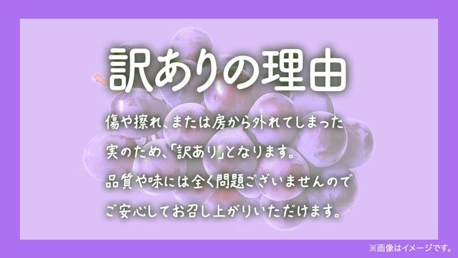【 訳あり 】 ピオーネ 3kg 【2026年9月発送開始】(茨城県共通返礼品：大子町) ブドウ ぶどう 葡萄 ピオーネ 果物 フルーツ 果実 ワケあり ご自宅用 ご家庭用 自分用