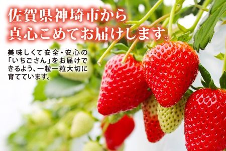 【先行受付 令和7年12月中旬より発送】【農家直送】いちごさん240g×2パック【佐賀県産 国産 人気 いちご おいしい スイーツ 果物 ブランド】(H124101)