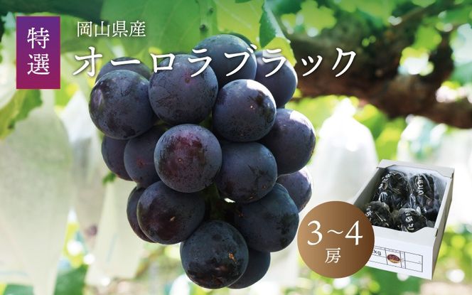 真庭市産 オーロラブラック 3～4房 / (2026年8月上旬以降発送予定) ぶどう 産地直送 岡山 真庭 黒ブドウ 真庭市 大粒 葡萄 果物 フルーツ 新鮮 濃厚 人気 数量限定 ブドウ オーロラブラック 種なし ジューシー 【配送不可地域：北海道／沖縄県／離島】【jujy016-02】
