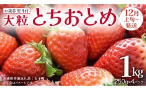【 お歳暮 熨斗付き 】 とちおとめ 250g（8～12粒）×4パック (茨城県共通返礼品：大子町) いちご 苺 果物 フルーツ 果実 贈答用 ギフト 贈り物