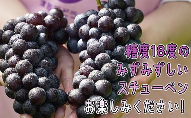 11～12月 津軽ぶどう村 特秀 スチューベン ぶどう 約 1.5kg 糖度18度以上【 青森ぶどう 青森県鶴田町産 11月 12月 果物 フルーツ 高糖度 ギフト 贈答用 ポリフェノール 】 