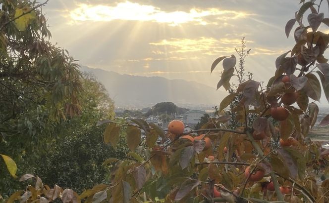 訳あり 志波の冷蔵富有柿 約3kg 柿 冷蔵 ※配送不可：離島