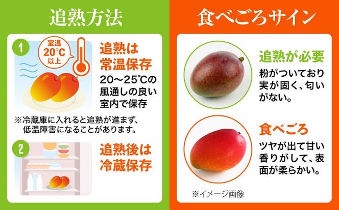 【2026年発送】 訳あり 完熟マンゴー 約4kg (約2kg×2箱) マンゴー 沖縄 果物 フルーツ ギフト 沖縄市 / ちゃんぷる〜市場[BCAA007]