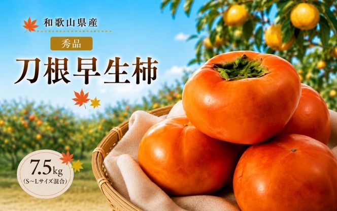 刀根早生柿 (とねわせかき） 7.5kg S~L サイズ混合 秀品 / 種なし カキ 甘い 美味しい 紀美野町産 ※2026年9月中旬～10月中旬頃に順次発送予定【skg504-r-tone-7d5】