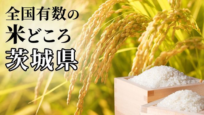 ＼ 選べる発送月 ／ コシヒカリ 20kg 令和7年産精米【 数量限定 】茨城県つくばみらい市産 米 コメ 単一米 茨城県産 国産 コスパ こしひかり 
