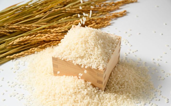 【先行予約】【令和8年産】茨城県産にじのきらめき 5kg ※2026年10月～発送 | 米 お米 おこめ コメ 白米 精米 ご飯 ごはん にじのきらめき 茨城県 守谷市