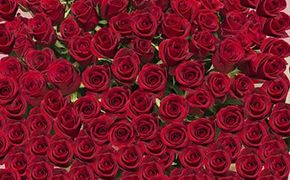 赤バラの花束 365本「あなたが毎日恋しい」※配達エリア限定 142069_BN023