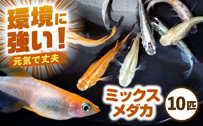 ymszyzsnFkCEEz~bNX_J 10C s / [AEDD006]