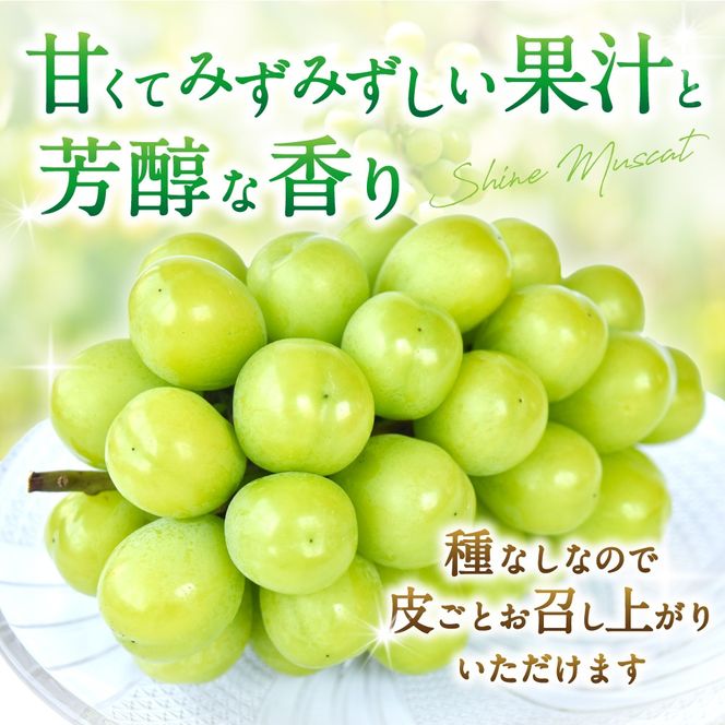】【先行予約】朝摘み シャインマスカット 秀品 2房（約1.2kg）こだわり農家厳選！【2027年8月中旬から9月中旬順次発送予定】 | マスカット ぶどう ブドウ 和歌山 フルーツ 果物 くだもの【kgr035A】