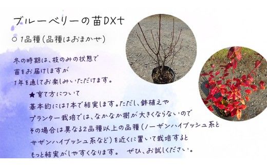 ブルーベリー の 苗 DX 1品種 （品種おまかせ） ラビットアイ系 ハイブッシュ系サザン サザンハイブッシュ系 苗 庭木 果樹 ガーデニング [BG014us]
