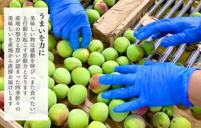 ［2026年6月上旬出荷］ 青梅 南高梅 約1kg 秀品 LまたはMサイズ 和歌山県産 A品 梅酒作り用 梅ジュース作り用 AX395