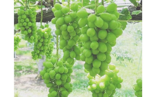 【2026年10月発送】シャインマスカット 訳あり家庭用 約2kg 4～6房 マスカット ぶどう 果物 信州 長野