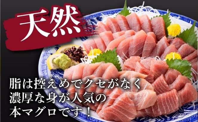 天然本まぐろ 《 中トロ 》  ４００ｇ お刺身用 天然まぐろ 天然マグロ まぐろ 鮪 刺身 お刺身 サク 柵 高知 室戸 冷凍 瞬間冷凍 小分け 便利 mgr