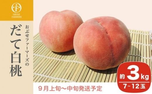 だて白桃 約3kg 7～12玉 ［おぶせファーマーズ］桃 もも モモ 白桃 フルーツ 果物 冷蔵便 クール便 長野県産 信州産 令和7年産【2025年9月上旬～中旬発送】［F-44］