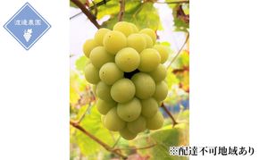 ぶどう 【2026年 先行予約】 シャインマスカット 3～5房 合計約2kg/ 種無し ブドウ 葡萄 岡山県産 国産 フルーツ 果物 渡邊農園